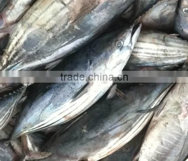 Salt Water Frozen Skipjack Tuna Fish photo-3