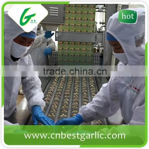 Import Fresh Quail Eggs photo-2