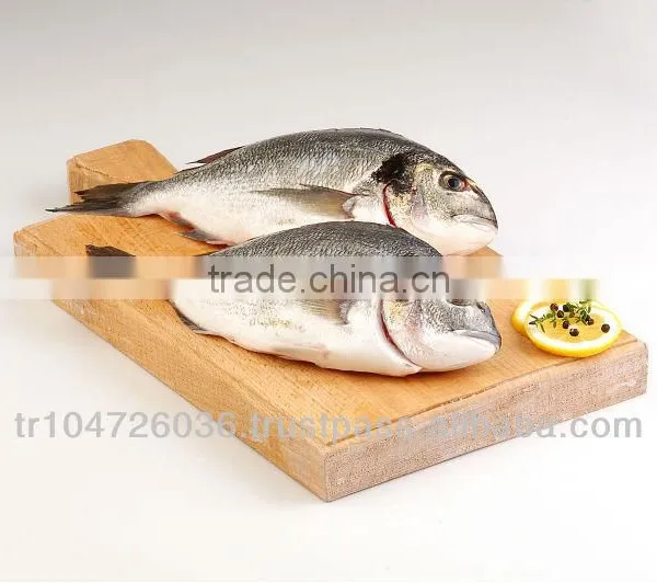 Mediterranean Seabream