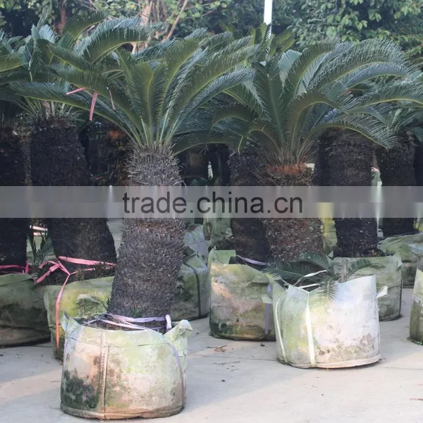 Cycas Revoluta Ornamental Plant
