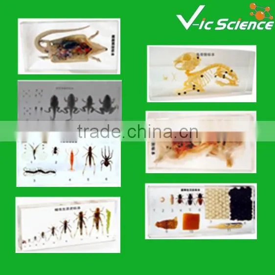 Middle School Embedding Specimens