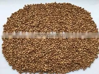 2016 Crop ---Roasted Buckwheat Kernels photo-2