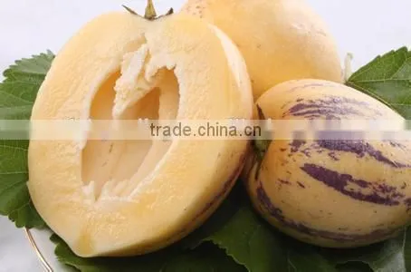 Pepino Seed Pepino Cucumber Seeds For Cultivation Germination Rate Above 93% photo-2