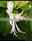 BNP Sells Top Quality & 100% Natural Dried Honeysuckle Flower--yellow Honeysuckle Flower