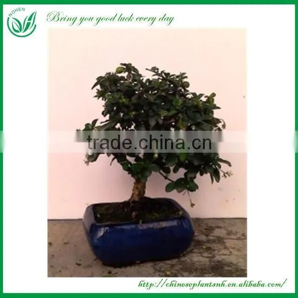 Indoor Ornament Plant photo-2