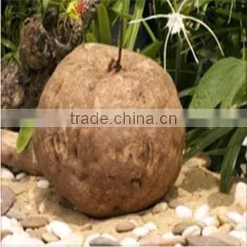 Breast Firming Enhancement Pills Pueraria Mirifica Capsules 1000 Grains photo-2