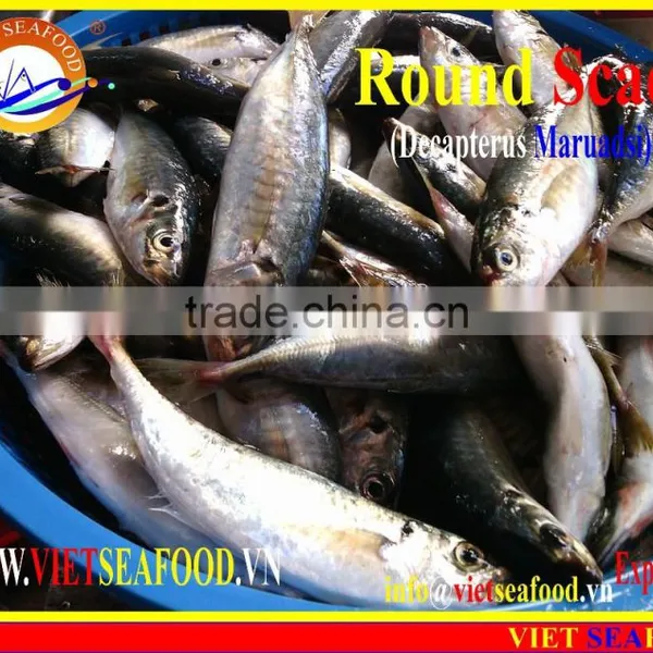 FROZEN MARUADSI WHOLE ROUND (ROUND SCAD) photo-3