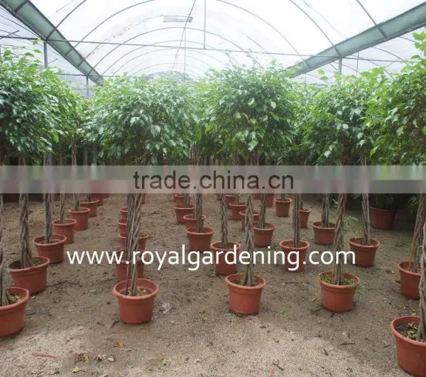 Ficus Benjamina Five Braid Shape photo-2