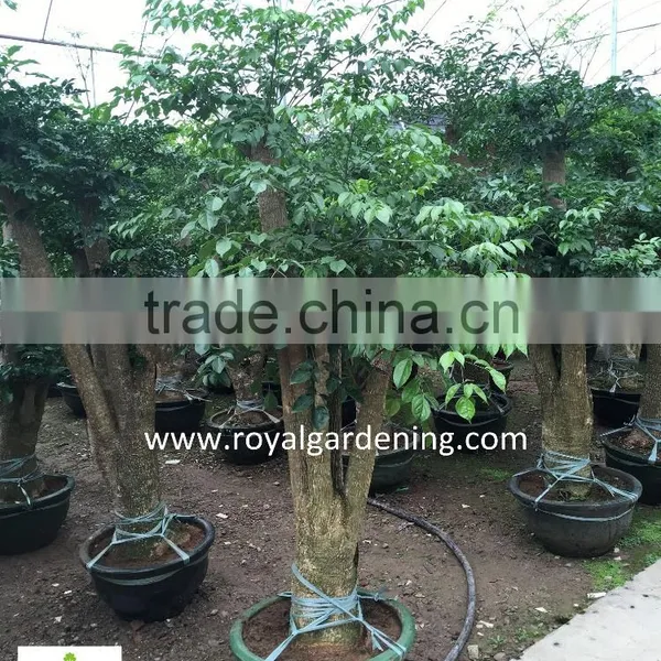 Heteropanax Fragrans High 1-2m photo-6