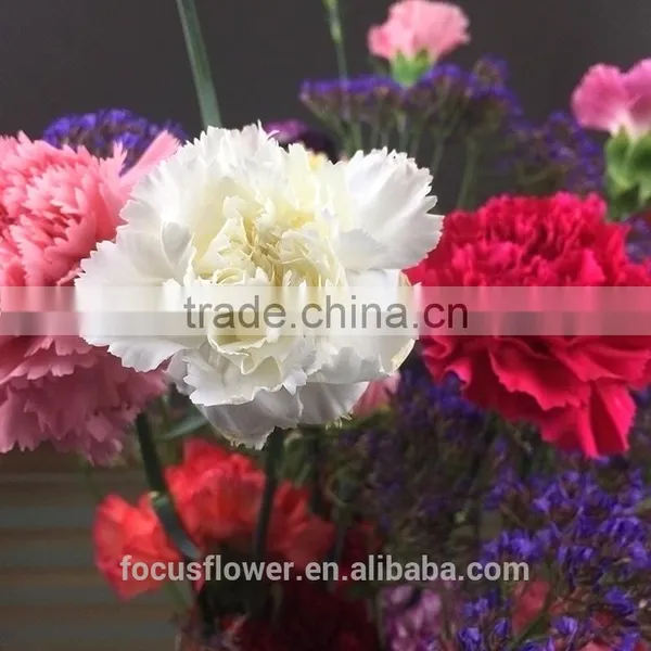 Fragrant Natural Fresh Carnation In Two Tone Plum Flower White For Weddings From Yunnan photo-6