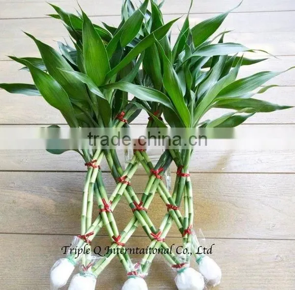 Lucky Bamboo photo-4