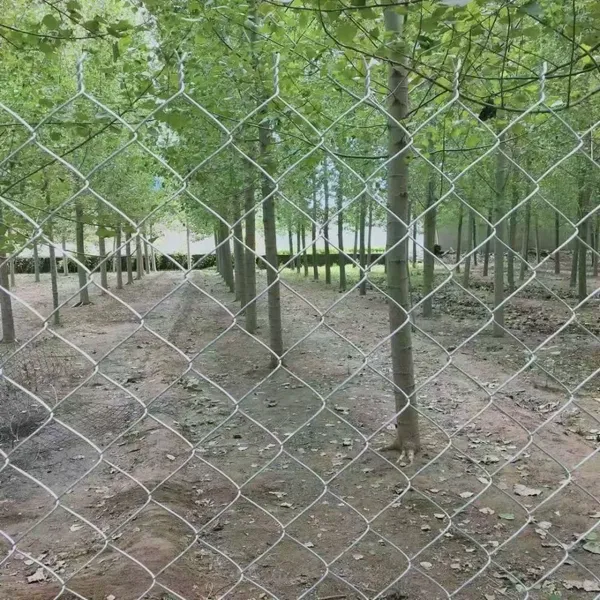 Hot-dip Galvanized Steel Wire Mesh, Animal Fence photo-5
