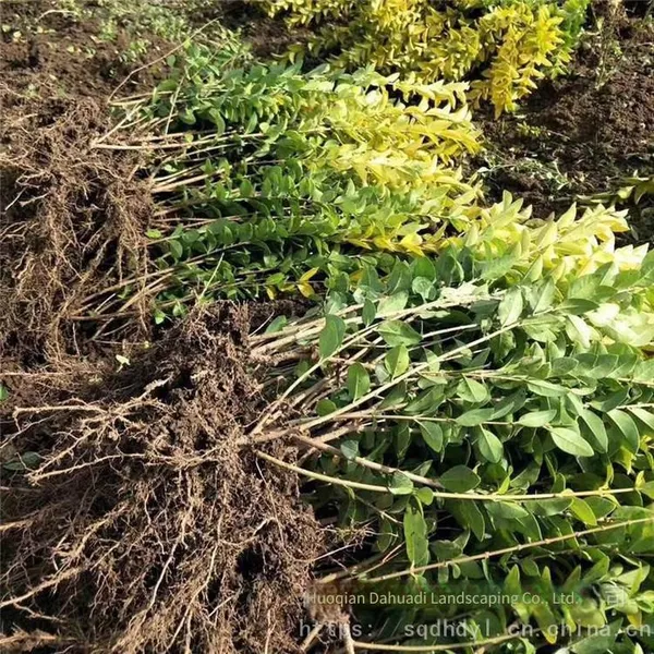 in the Shuyang Area, the Price of Centimeter-sized Golden Privet Seedlings is Cheap and the Survival Rate is High. photo-4