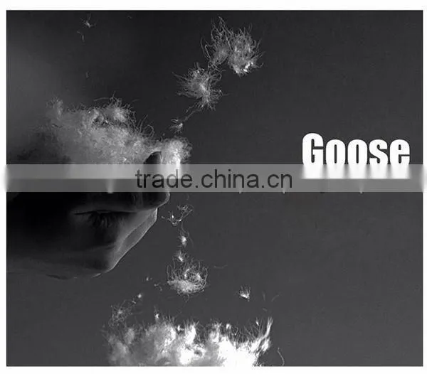 Goose Down Feather Wholesale