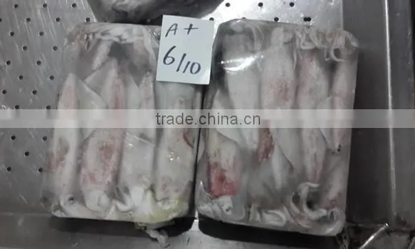Loligo Squid photo-5