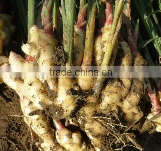 Fresh Ginger/market Prices for Ginger/dried Ginger Bulk Fresh Ginger photo-2