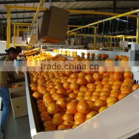 New Crop Fresh Naval Orange photo-2