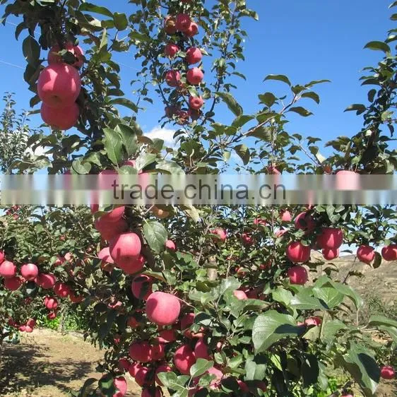 Fresh Fruit Chinese Gala Apple photo-4