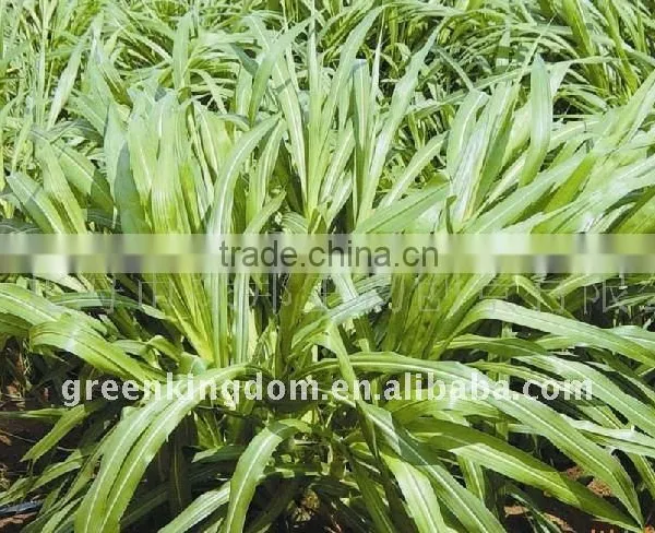 Supply Hybrid Pennisetum Energy Fuel Grass Seeds