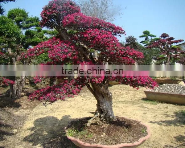Red Flower Loropetalum Chinense for Ornamental Outdoor Landscaping Beautiful Bonsai Plants photo-4