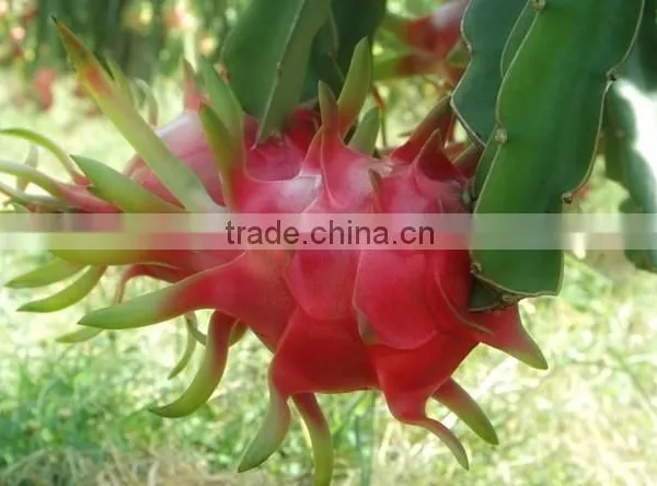 Frozen White or Red Dragon Fruit photo-3