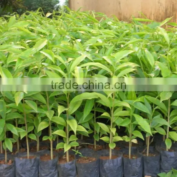 Vietnam Pure/impure Agarwood Oil/Aquilaria Oil/oud Oil photo-3
