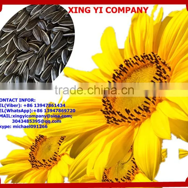 5009 363 1121 Different Type Top Quality Chinese Sunflower Seeds