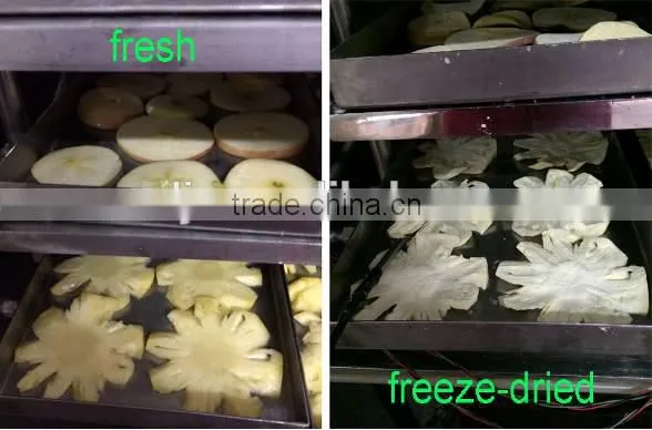 Automatic Fruits and Vegetables Freeze Dryer photo-5