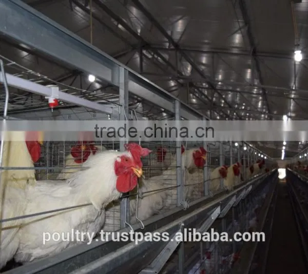 Poultry Equipments photo-6