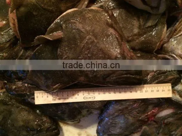 Greenland Halibut Fish Head photo-4