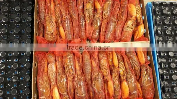 Frozen Cooked /frozen Raw Canadian Lobster photo-5