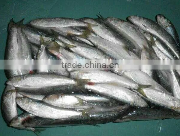 Sardinella Aurita for Bait Frozen Sardines photo-2