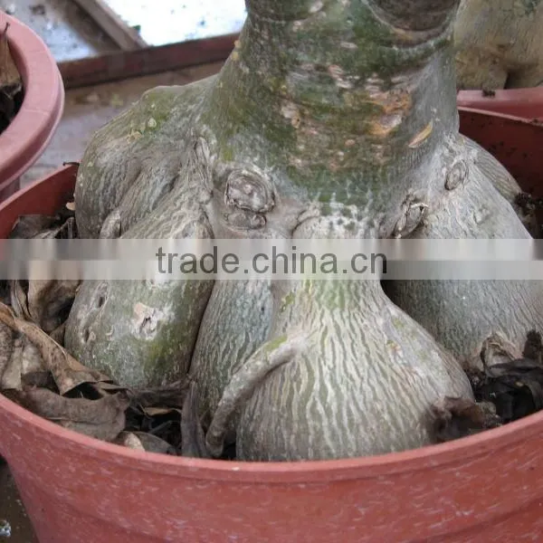 Adenium Obesum Desert Rose photo-6