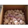Pure White Garlic