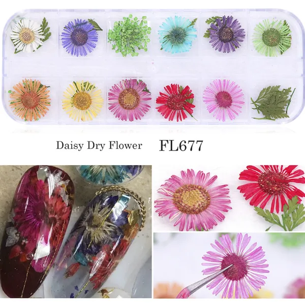 Daisy Camellia Dry Flower Dried Flower Acrylic Nails For Diy Nails Design photo-3