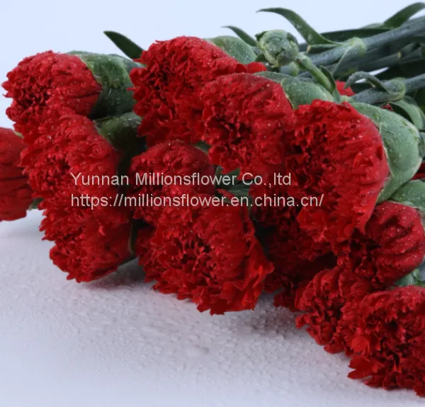 China Flower Fresh Cut Carnations Flower Mother′s Day Gift Wholesale photo-5