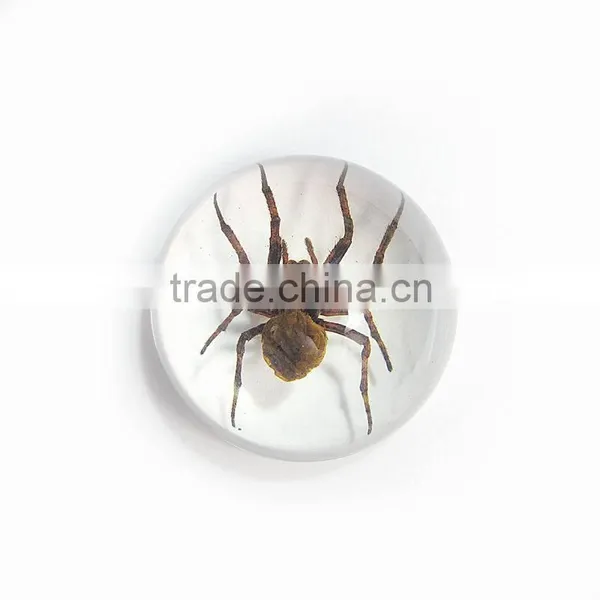 Promotional Gifts 64mm Semicircle Acrylic Home Decoration photo-6