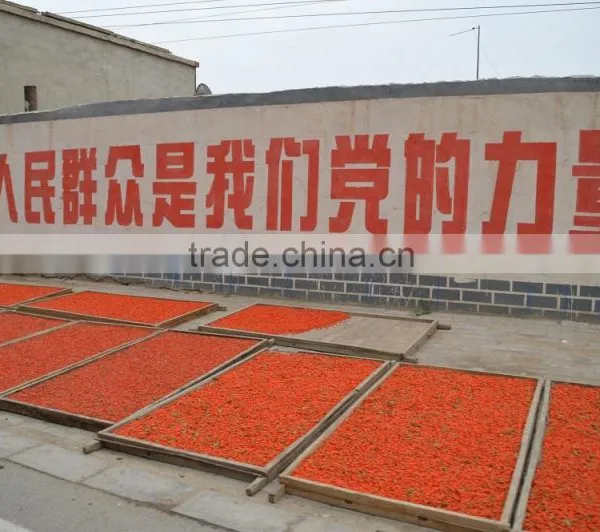 Manufacture Goji Berry, Bulk Goji Berry Price photo-3