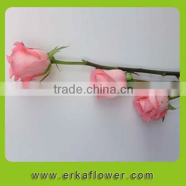 Newest White Fresh Cut Rose Flower photo-5