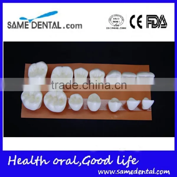 4 Times Teeth Model Dental Models DEA-42 photo-2