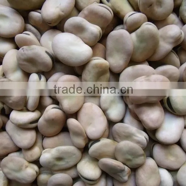 Big Size Dry Broad Beans Price photo-4