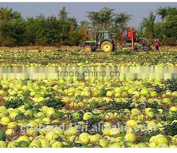 Wholesale Red Melon Seeds With Big Size Natural Color photo-6