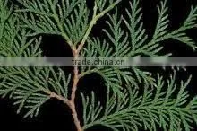 NATURAL & PURE CEDAR LEAF OIL photo-2