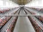2015 Best Selling Chicken Cage Products in Nigeria