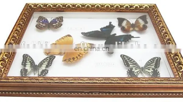 2015 New Real Butterfly Gift Picture Frame for Art Collection or Home Decoratons photo-4