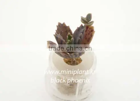 Pet Plant, Mini Plant, Miniplant photo-2