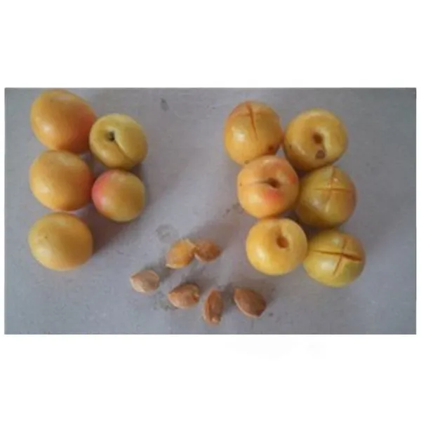 Plum and Prune Cherry Stem Remove and Pitting Machine
