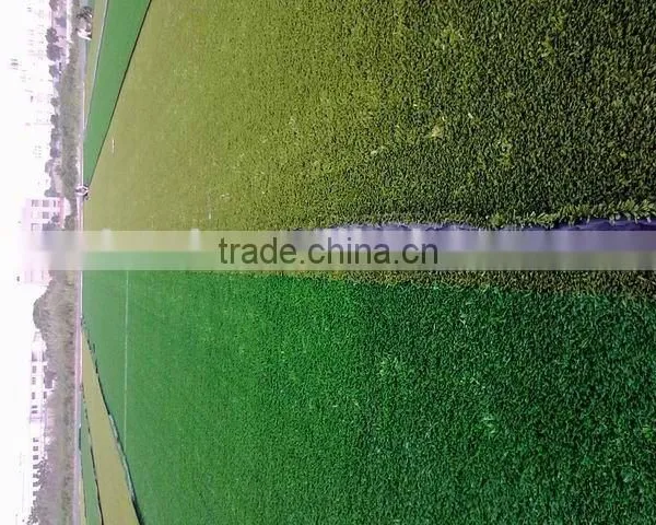 Artificial Lawn
