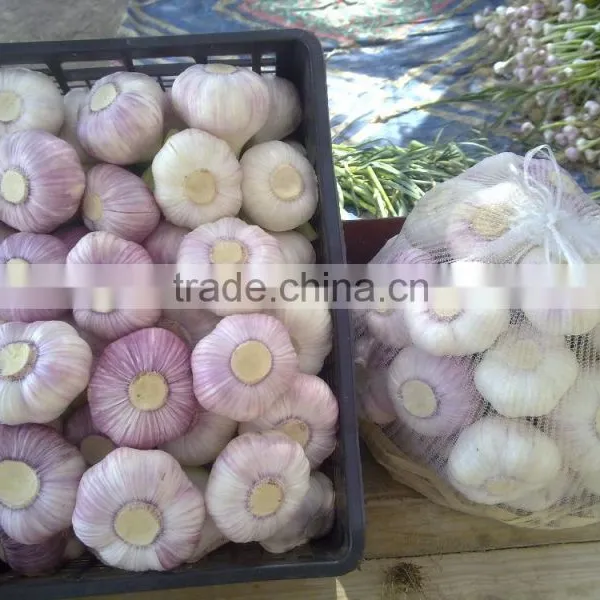 ALMOST GARLIC SIZES ARE AVAILABLE HERE photo-6