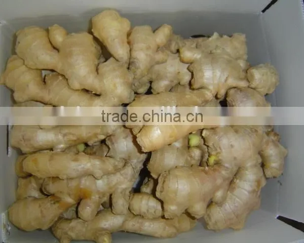 New Fresh Ginger photo-4